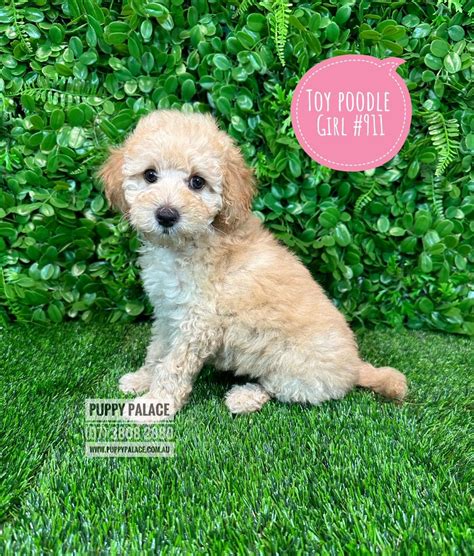Landing Page - Puppy Palace Pet Shop