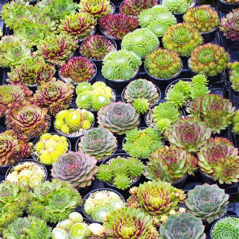 GardenersDream 10 x Sempervivum Plants in Pots - Live Air Purifying ...