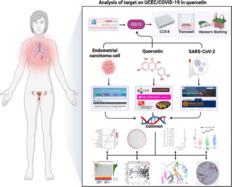 Frontiers | Discovery of therapeutic targets of quercetin for endometrial carcinoma patients ...