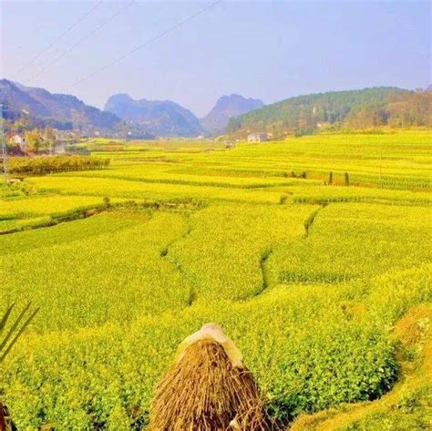 【聚焦】遵义的花海，值得一去_油菜花_田野_田园