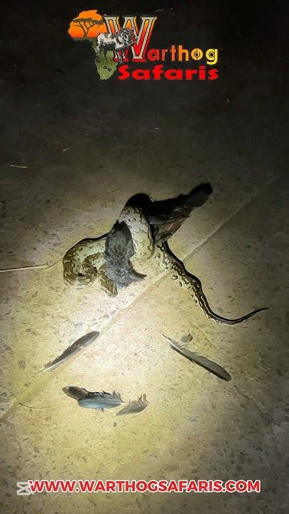 Image result for Python's Constricting Animals