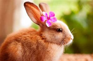 Image result for Cute Baby Bunnies Hugging