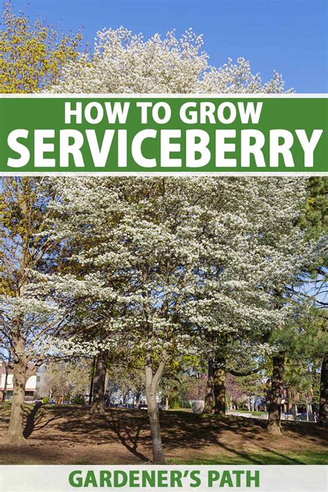 Image result for Serviceberry Tree Varieties