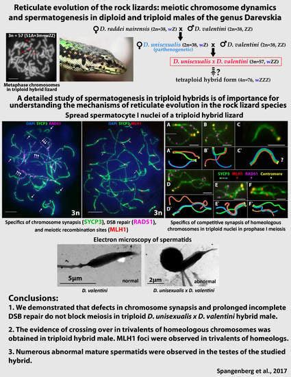 Reticulate Evolution of the Rock Lizards: Meiotic Chromosome Dynamics ...