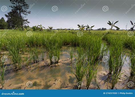 Asia Rice Paddy S and Rice Production Green Growing Rice in Tropical Climate Stock Photo - Image ...