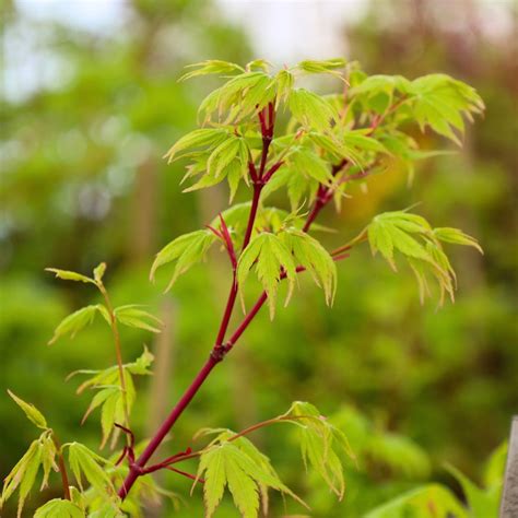 Japanese Maple Leaf Tree