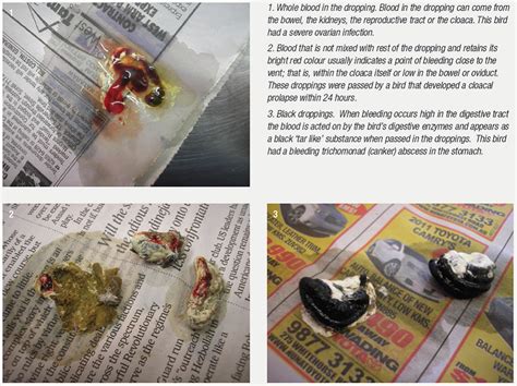 Image result for Bird Poop Reactions