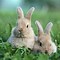 Image result for fluffy bunny baby