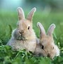 Image result for Baby Bunnies Wallpaper