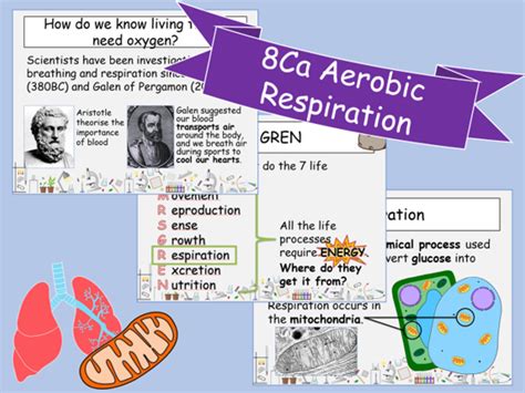 Free Science Lessons Respiration 的图像结果
