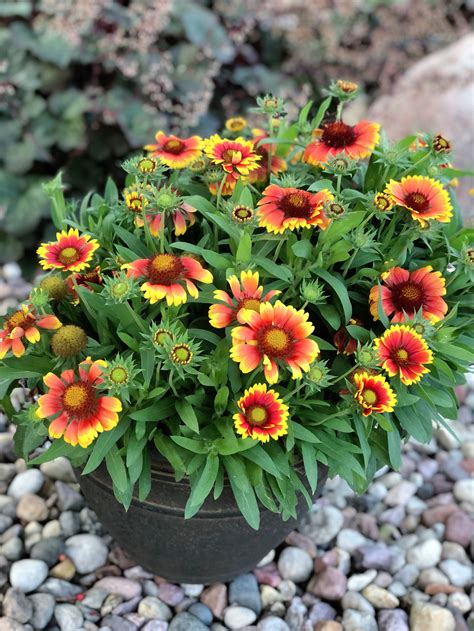 When Do You Plant Blanket Flower Seeds at Mercedes Jackson blog