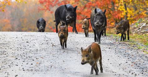 Wild Boar Hybrids Are Raising Hell On The Canadian Prairies. — Teletype
