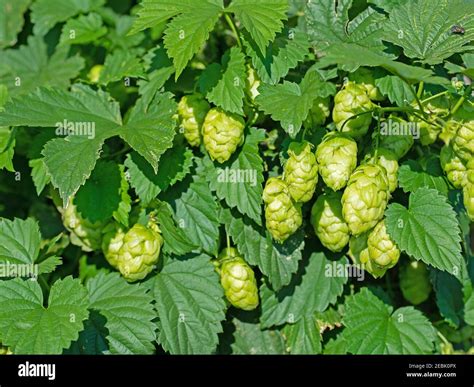 Female hop flowers, Humulus lupulus Stock Photo - Alamy