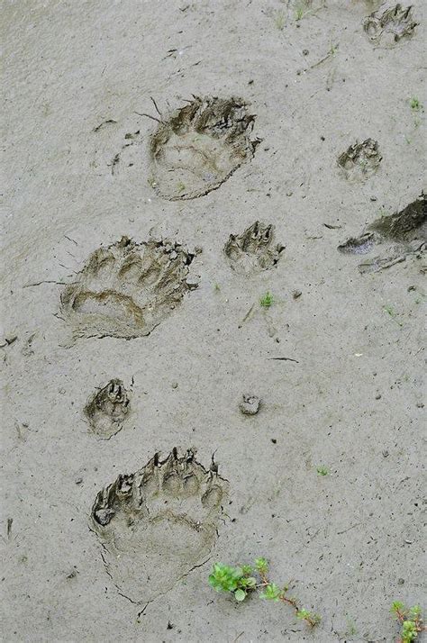 Olympic Peninsula Tracking Immersion — Apex Predator 2024-2025-FULL ...