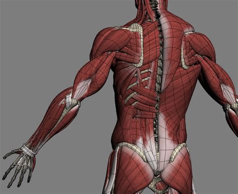 Muscle Head Model Computer Graphics Simulation 的图像结果