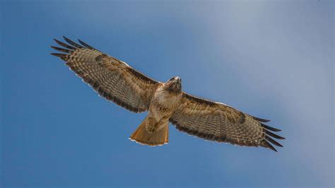 Special Features Birds Of Prey at Walter Cargill blog