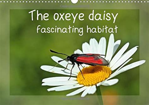 Buy The Oxeye Daisy - Fascinating Habitat 2017: In the Flowers of the ...