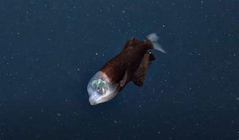 Bizarre Deep Sea Creature With See-through Head Caught On Camera In ...