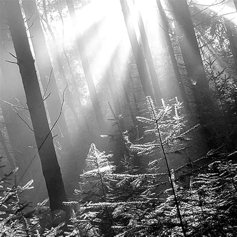 Forest Canvas Wall Art, 36x60 | At Home