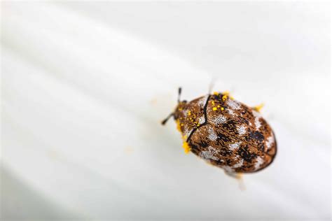 Carpet Beetle Pictures - AZ Animals