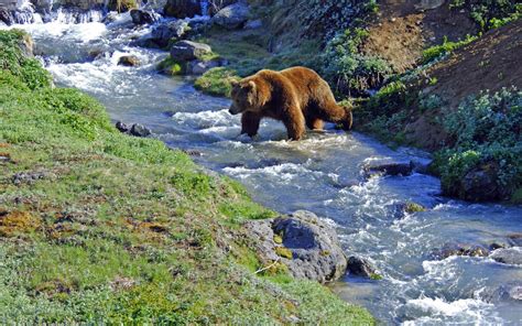 Nature River 的图像结果