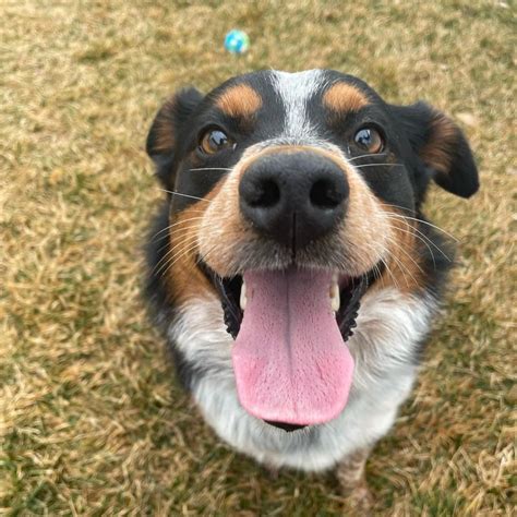 Trusted House Sitters Review - Must Read This Before Buying