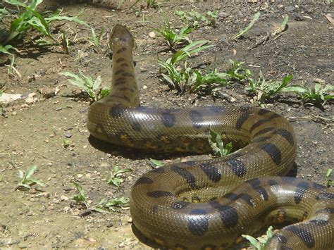 Image result for Anaconda Python Distribution