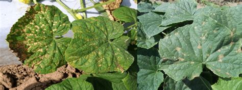 Management of Major Disease in Cucumber – Agriplex