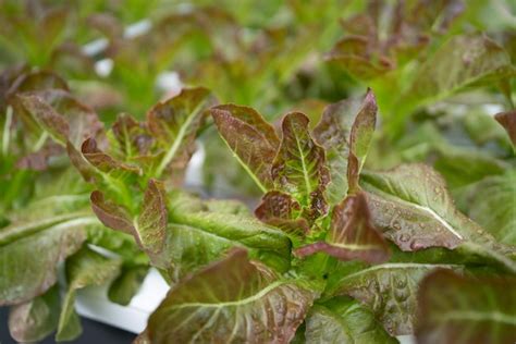 Indoor plant agricultural research in laboratory, green nature ...