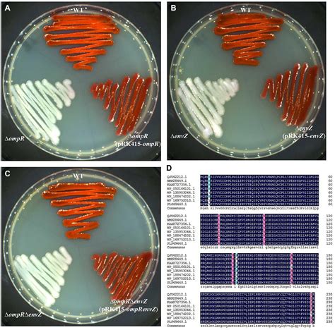 Serratia Marcescens Colony Morphology