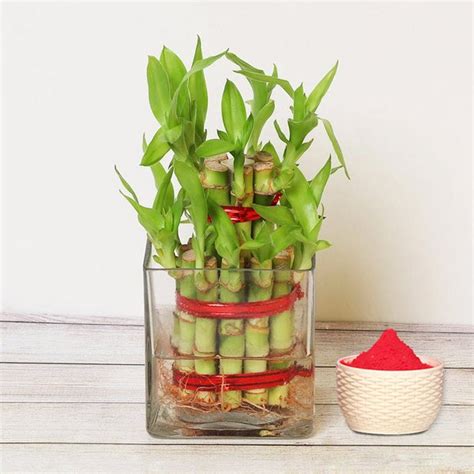 Holi :: Bamboo Plant with Holi colour