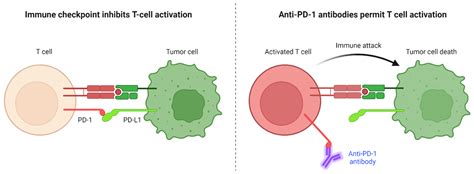 Cancer Immunotherapy: The Checkpoint between Chronic Colitis and ...