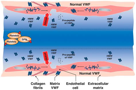 A Review of Desmopressin Use in Bleeding Disorders: An Unsung Hero?