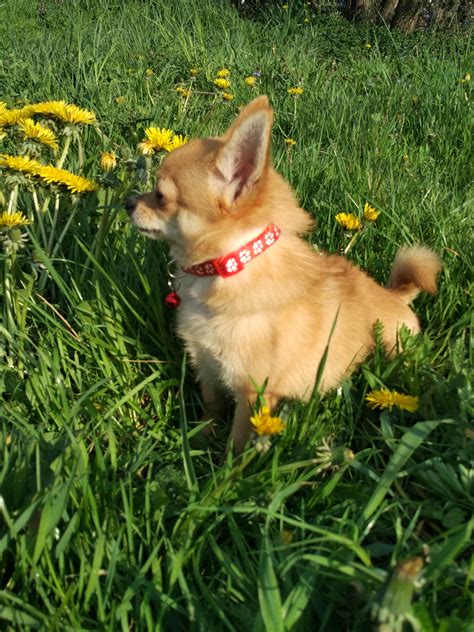 Image result for What Is Spring Foxy Main Colors