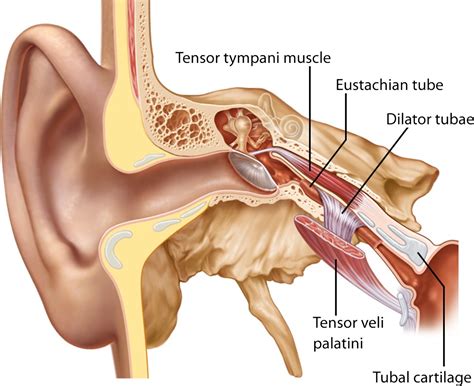 Tensor Veli Palatini Eustachian Tube