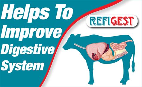 REFIT ANIMAL CARE Digestive Tonic for Cow, Cattle, Goat, Chicks ...