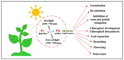 Regulation of Photomorphogenic Development by Plant Phytochromes
