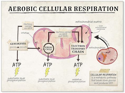 Stages Of Aerobic Respiration , Cellular Respiration Equation, Types ...