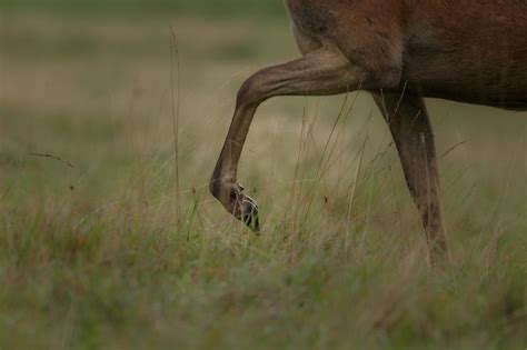 Horse penis Photos - Download Free High-Quality Pictures | Freepik