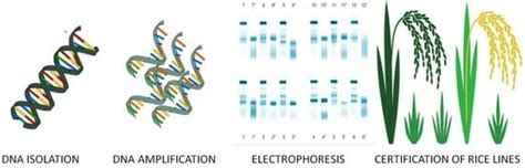 The Use of DNA Markers in Rice Breeding for Blast Resistance and ...