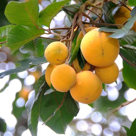 Santol Plant (Sandoricum koetjape) Fruit Live Plant (Home & Garden ...