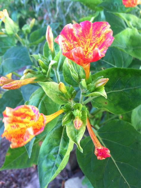 Ane Kristiansen: 4 O Clock Flowers Invasive / Four O' Clock Flower ...