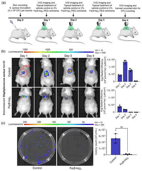 Harnessing the Dual Antimicrobial Mechanism of Action with Fe(8 ...