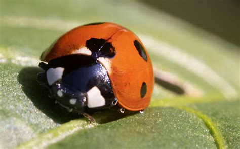 Download wallpaper 3840x2400 ladybug, insect, macro, leaf, drops 4k ...