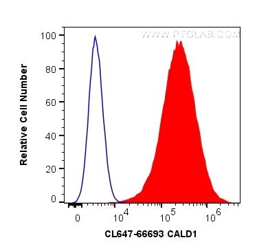 CALD1 antibody (CL647-66693) | Proteintech