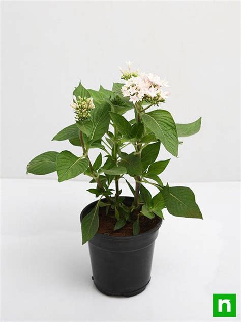 Buy Pentas (White) - Plant online from Nurserylive at lowest price.