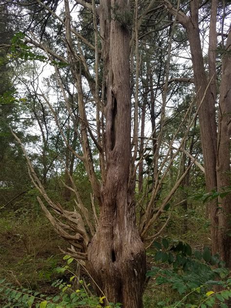 Hiking at Jack Brooks Park