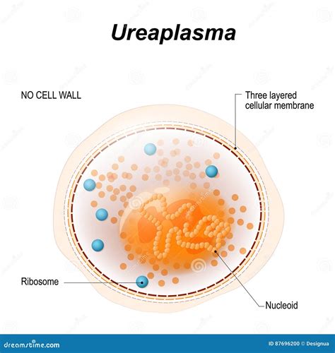 Cell of the Ureaplasma or Mycoplasma Stock Vector - Illustration of ...