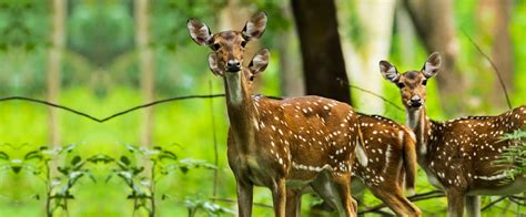 Unique experience of a legacy