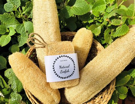Vietnam Whole Dried Loofah For Kitchen Clean / Luffa Pad Sponge For Dish Washing - Buy Loofah ...